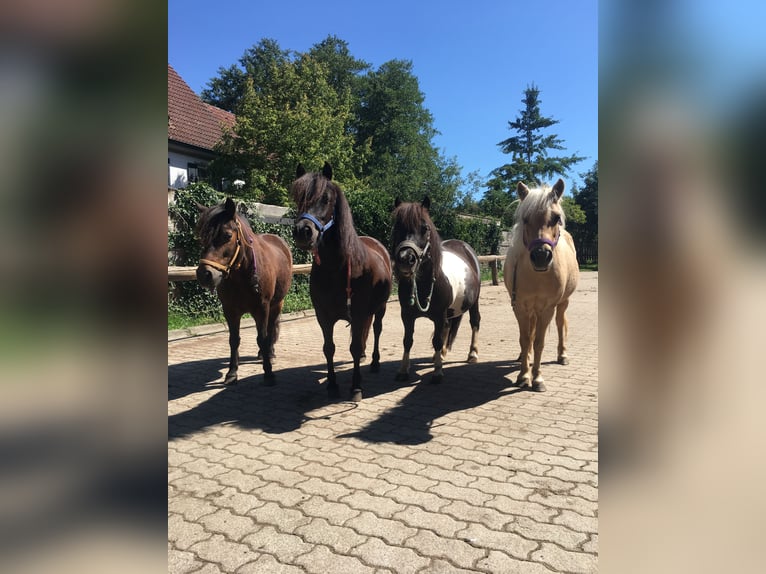 Weitere Ponys/Kleinpferde Mix Wallach 16 Jahre  in Schiltberg