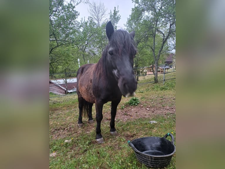 Weitere Ponys/Kleinpferde Wallach 17 Jahre 110 cm Rappe in Löffingen