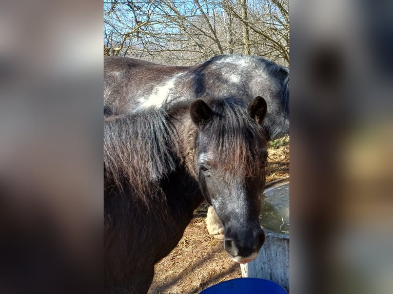 Weitere Ponys/Kleinpferde Wallach 17 Jahre 110 cm Rappe in Löffingen
