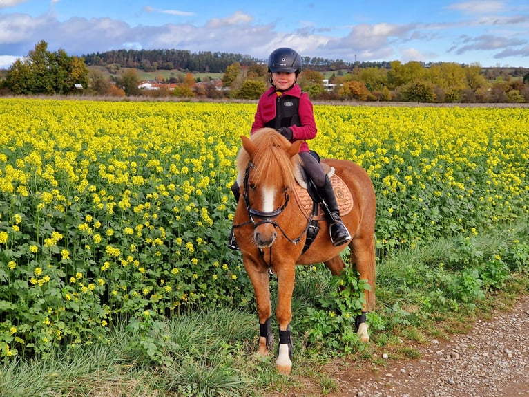 Weitere Ponys/Kleinpferde Mix Wallach 17 Jahre 115 cm Fuchs in Bisingen