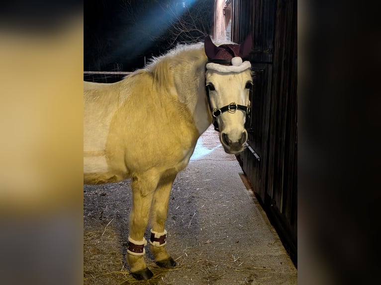 Weitere Ponys/Kleinpferde Mix Wallach 17 Jahre 130 cm Schimmel in Antdorf