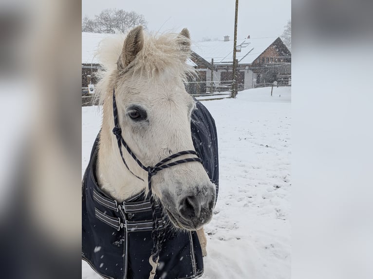 Weitere Ponys/Kleinpferde Mix Wallach 17 Jahre 130 cm Schimmel in Antdorf