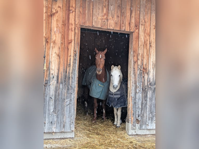 Weitere Ponys/Kleinpferde Mix Wallach 17 Jahre 130 cm Schimmel in Antdorf