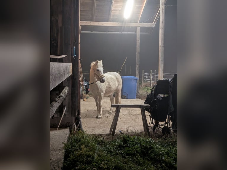 Weitere Ponys/Kleinpferde Mix Wallach 17 Jahre 130 cm Schimmel in Antdorf