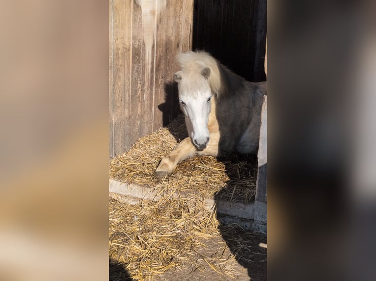 Weitere Ponys/Kleinpferde Mix Wallach 17 Jahre 130 cm Schimmel in Antdorf