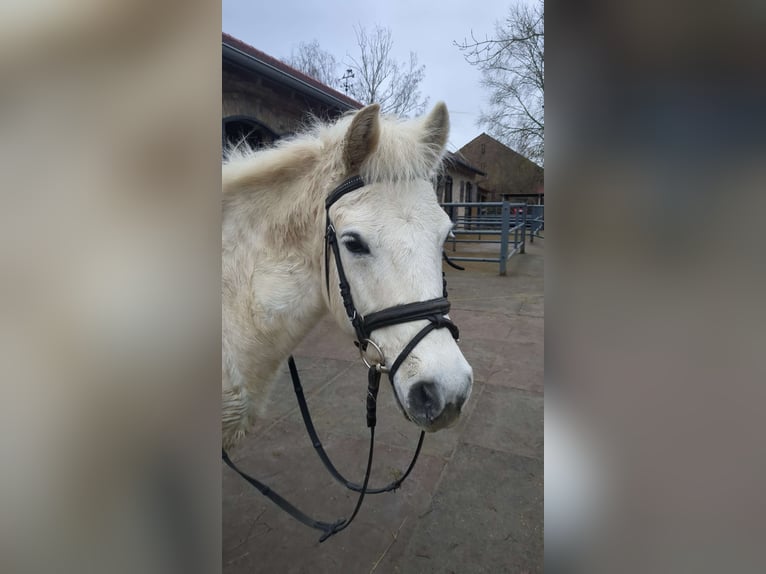 Weitere Ponys/Kleinpferde Mix Wallach 17 Jahre 130 cm Schimmel in Antdorf