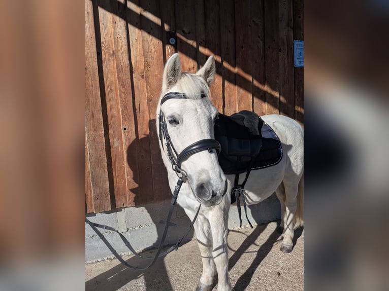 Weitere Ponys/Kleinpferde Mix Wallach 17 Jahre 130 cm Schimmel in Antdorf