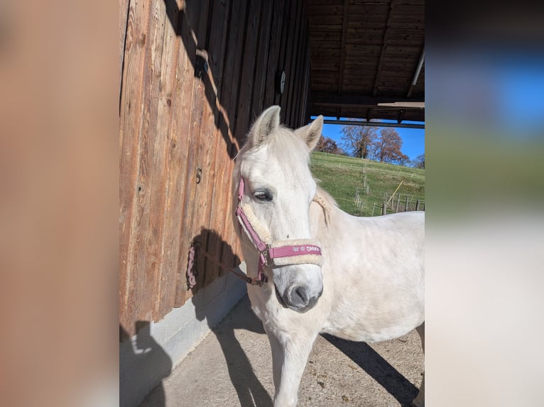 Weitere Ponys/Kleinpferde Mix Wallach 17 Jahre 130 cm Schimmel in Antdorf