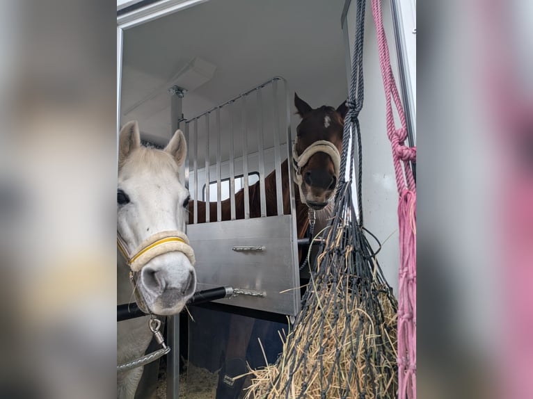 Weitere Ponys/Kleinpferde Mix Wallach 17 Jahre 130 cm Schimmel in Antdorf