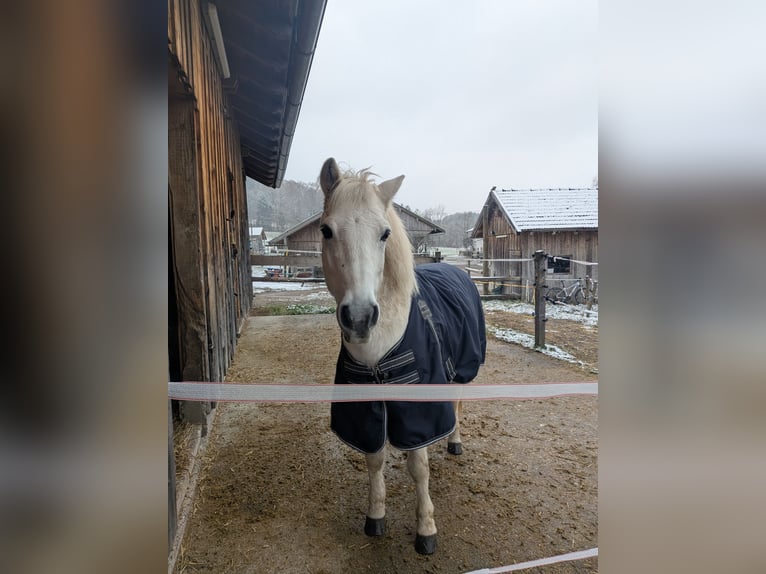 Weitere Ponys/Kleinpferde Mix Wallach 17 Jahre 130 cm Schimmel in Antdorf