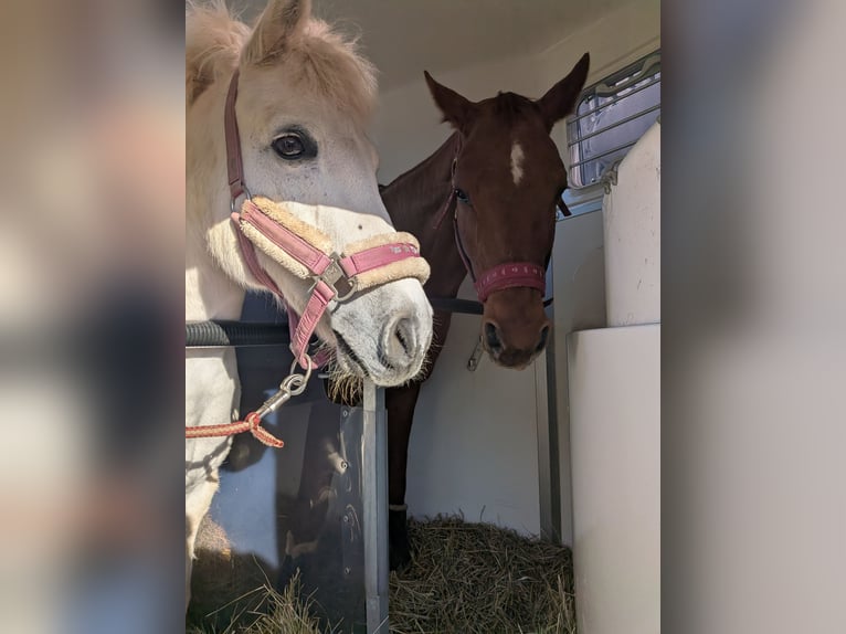Weitere Ponys/Kleinpferde Mix Wallach 17 Jahre 130 cm Schimmel in Antdorf