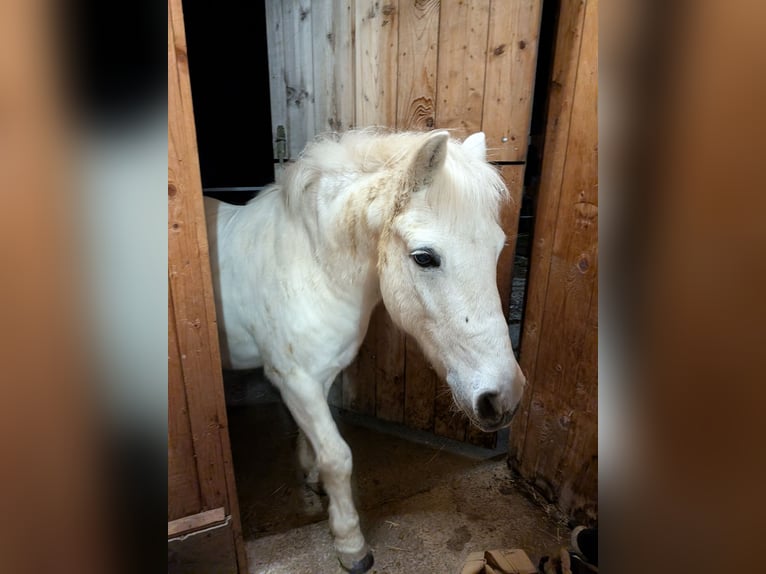 Weitere Ponys/Kleinpferde Mix Wallach 17 Jahre 130 cm Schimmel in Antdorf