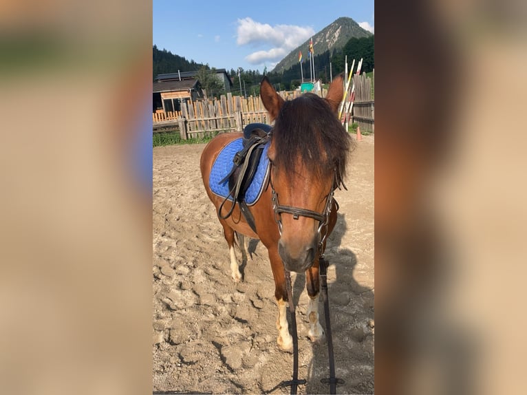 Weitere Ponys/Kleinpferde Mix Wallach 17 Jahre 135 cm Schecke in Wei&#xDF;enbach bei Haus im Ennstal