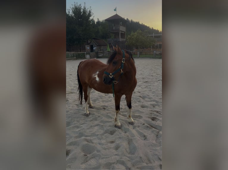 Weitere Ponys/Kleinpferde Mix Wallach 17 Jahre 135 cm Schecke in Wei&#xDF;enbach bei Haus im Ennstal