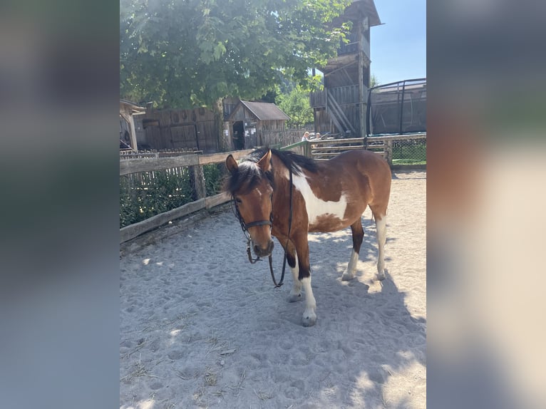 Weitere Ponys/Kleinpferde Mix Wallach 17 Jahre 135 cm Schecke in Wei&#xDF;enbach bei Haus im Ennstal