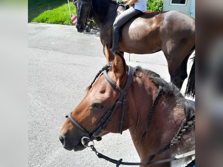 Weitere Ponys/Kleinpferde Mix Wallach 17 Jahre 135 cm Schecke in Wei&#xDF;enbach bei Haus im Ennstal