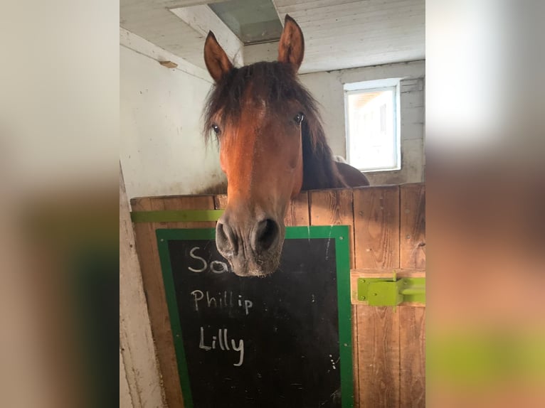 Weitere Ponys/Kleinpferde Mix Wallach 17 Jahre 135 cm Schecke in Wei&#xDF;enbach bei Haus im Ennstal