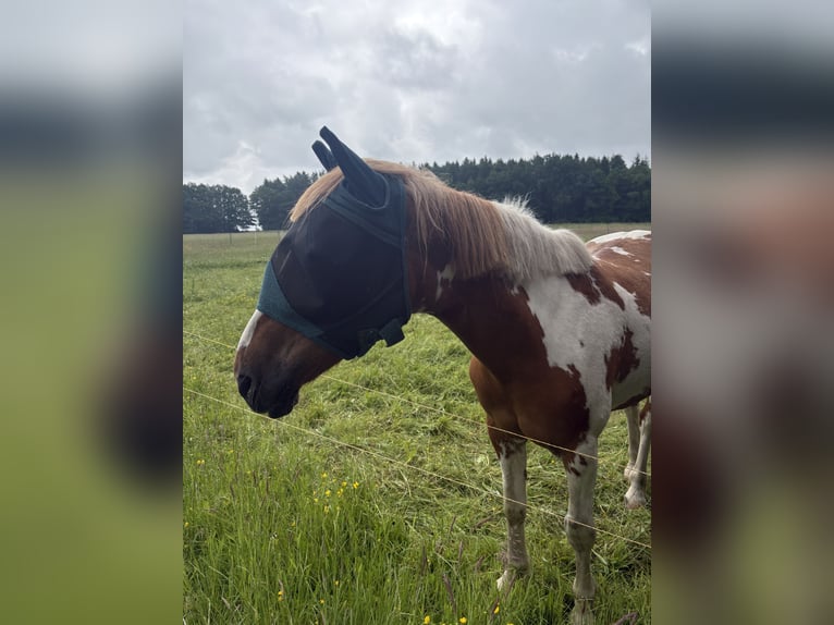 Weitere Ponys/Kleinpferde Mix Wallach 17 Jahre 150 cm  in Rosengarten
