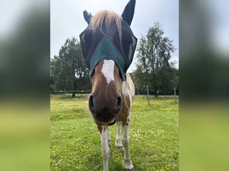 Weitere Ponys/Kleinpferde Mix Wallach 17 Jahre 150 cm  in Rosengarten