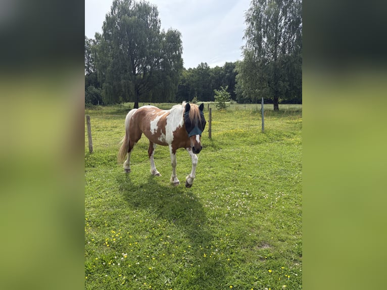 Weitere Ponys/Kleinpferde Mix Wallach 17 Jahre 150 cm  in Rosengarten
