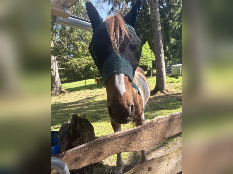 Weitere Ponys/Kleinpferde Mix Wallach 17 Jahre 150 cm  in Rosengarten