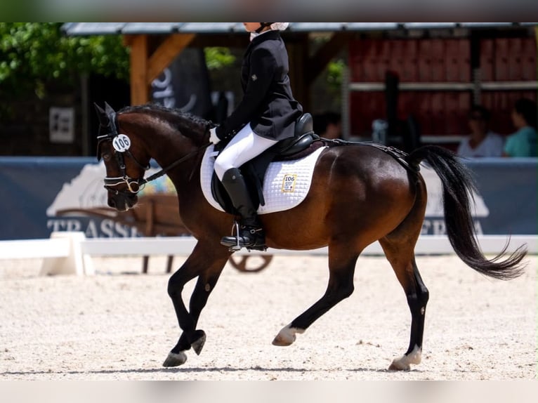 Weitere Ponys/Kleinpferde Wallach 17 Jahre  in Riudarenes