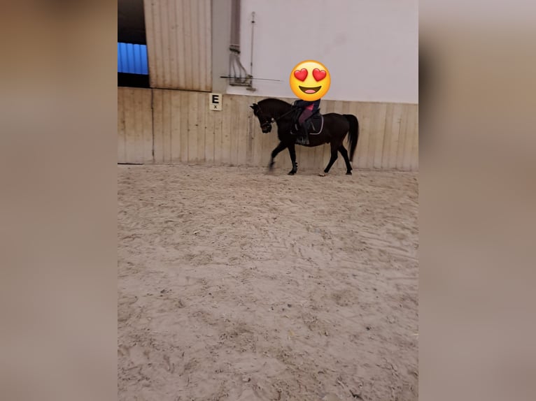 Weitere Ponys/Kleinpferde Wallach 18 Jahre 137 cm Schwarzbrauner in Giebelstadt