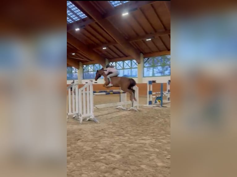 Weitere Ponys/Kleinpferde Mix Wallach 18 Jahre 140 cm Fuchs in Chieming/Ising