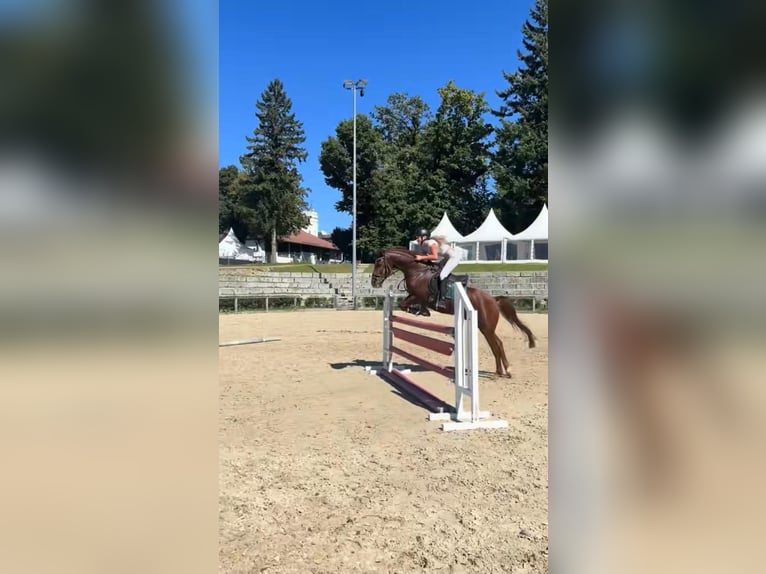 Weitere Ponys/Kleinpferde Mix Wallach 18 Jahre 140 cm Fuchs in Chieming/Ising