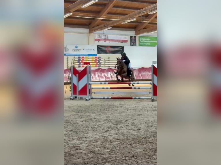 Weitere Ponys/Kleinpferde Mix Wallach 18 Jahre 140 cm Fuchs in Chieming/Ising