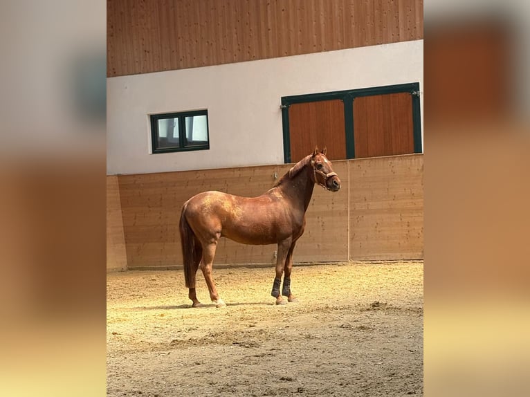 Weitere Ponys/Kleinpferde Mix Wallach 18 Jahre 140 cm Fuchs in Chieming/Ising