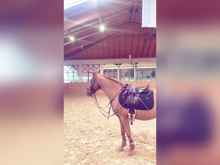 Weitere Ponys/Kleinpferde Mix Wallach 18 Jahre 140 cm Fuchs in Chieming/Ising