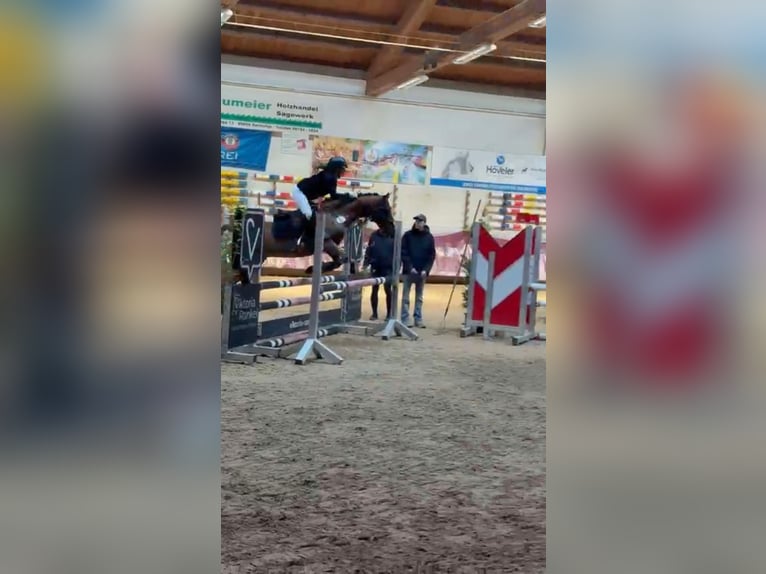 Weitere Ponys/Kleinpferde Mix Wallach 18 Jahre 140 cm Fuchs in Chieming/Ising