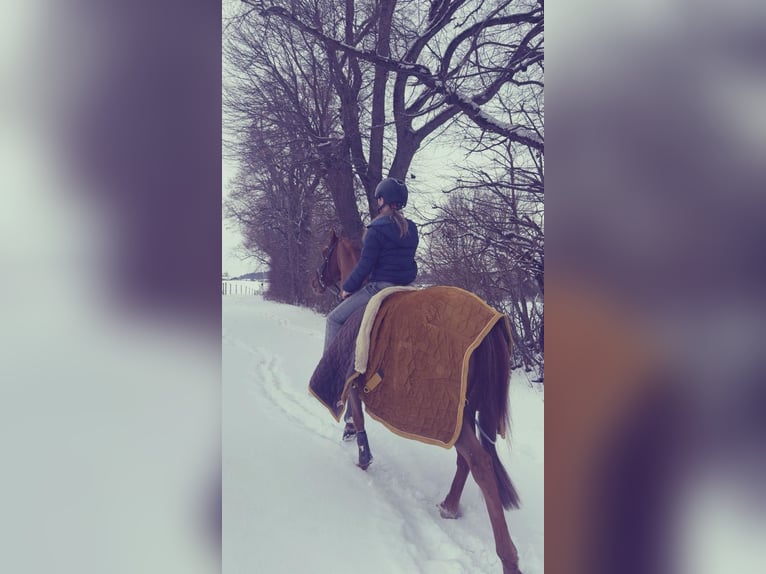 Weitere Ponys/Kleinpferde Mix Wallach 18 Jahre 140 cm Fuchs in Chieming/Ising