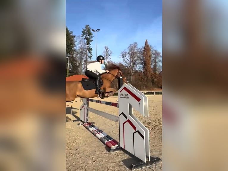 Weitere Ponys/Kleinpferde Mix Wallach 18 Jahre 140 cm Fuchs in Chieming/Ising