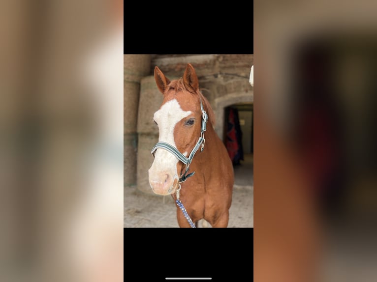 Weitere Ponys/Kleinpferde Mix Wallach 18 Jahre 148 cm Fuchs in St.Marienkirchen bei Schärding