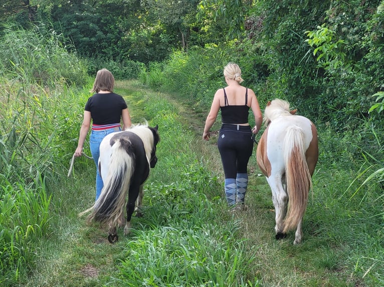 Weitere Ponys/Kleinpferde Wallach 18 Jahre in Loretto