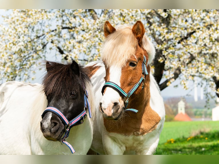 Weitere Ponys/Kleinpferde Wallach 18 Jahre in Loretto