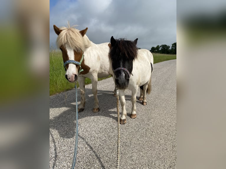 Weitere Ponys/Kleinpferde Wallach 18 Jahre in Loretto
