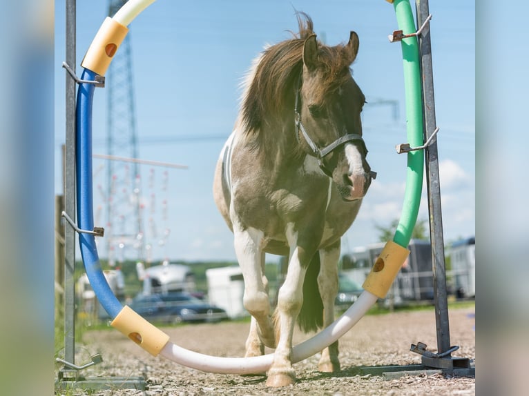 Weitere Ponys/Kleinpferde Mix Wallach 19 Jahre 135 cm Schecke in Neum&#xFC;nster