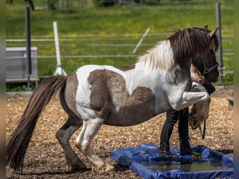 Weitere Ponys/Kleinpferde Mix Wallach 19 Jahre 135 cm Schecke in Neum&#xFC;nster