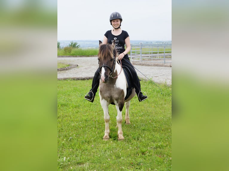 Weitere Ponys/Kleinpferde Mix Wallach 19 Jahre 135 cm Schecke in Neum&#xFC;nster