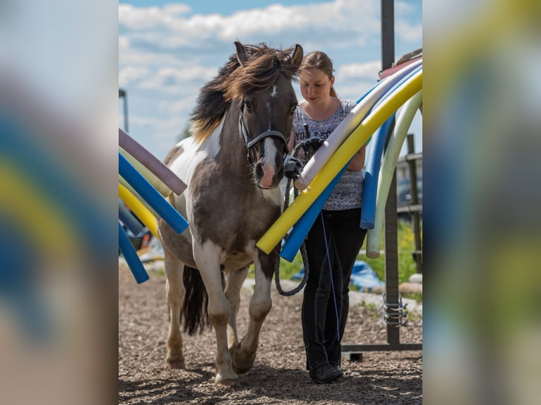 Weitere Ponys/Kleinpferde Mix Wallach 19 Jahre 135 cm Schecke in Neum&#xFC;nster