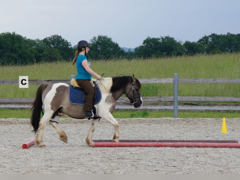 Weitere Ponys/Kleinpferde Mix Wallach 19 Jahre 135 cm Schecke in Neum&#xFC;nster