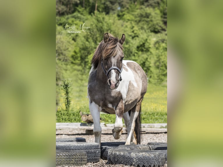 Weitere Ponys/Kleinpferde Mix Wallach 19 Jahre 135 cm Schecke in Neum&#xFC;nster
