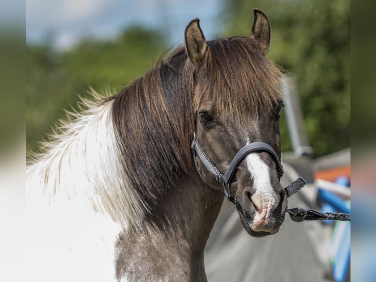 Weitere Ponys/Kleinpferde Mix Wallach 19 Jahre 135 cm Schecke in Neum&#xFC;nster