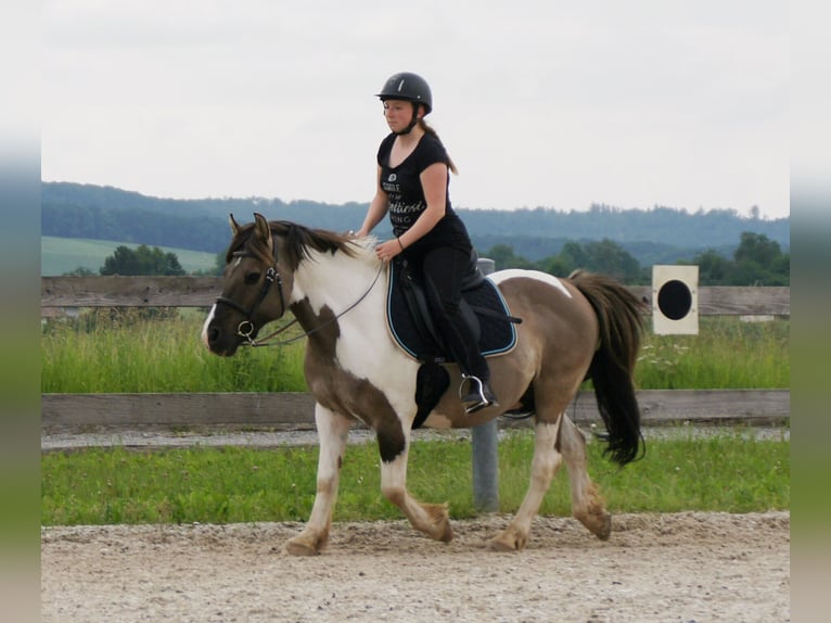 Weitere Ponys/Kleinpferde Mix Wallach 19 Jahre 135 cm Schecke in Neum&#xFC;nster
