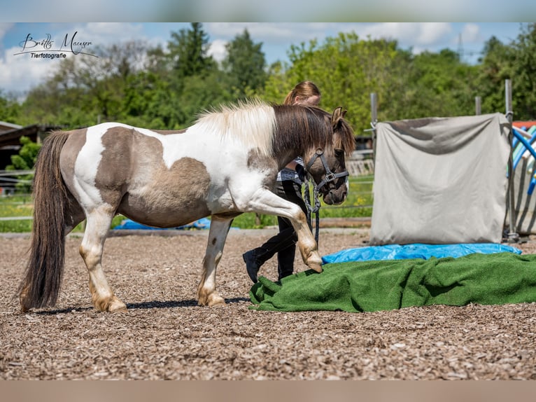 Weitere Ponys/Kleinpferde Mix Wallach 19 Jahre 135 cm Schecke in Neum&#xFC;nster