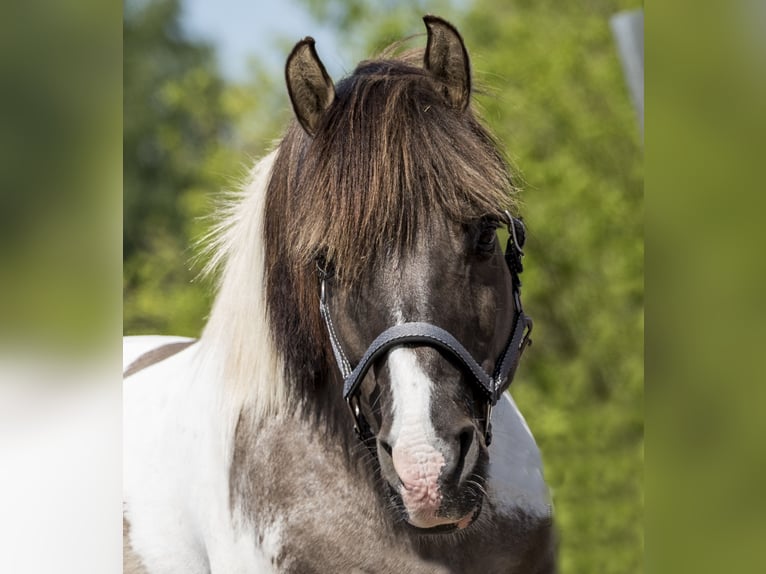 Weitere Ponys/Kleinpferde Mix Wallach 19 Jahre 135 cm Schecke in Neum&#xFC;nster