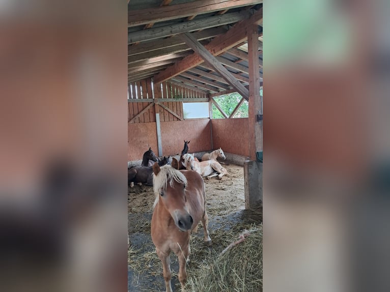 Weitere Ponys/Kleinpferde Wallach 1 Jahr 139 cm Palomino in Weistrach